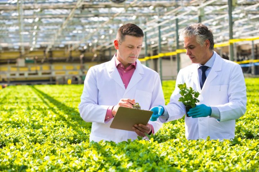 Two agricultural scientists inspecting plant samples among leafy crops in a bright greenhouse.