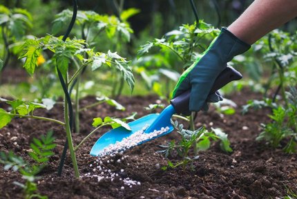 Gloved hand applying fertilizer granules to soil around young plants for healthy crop growth.