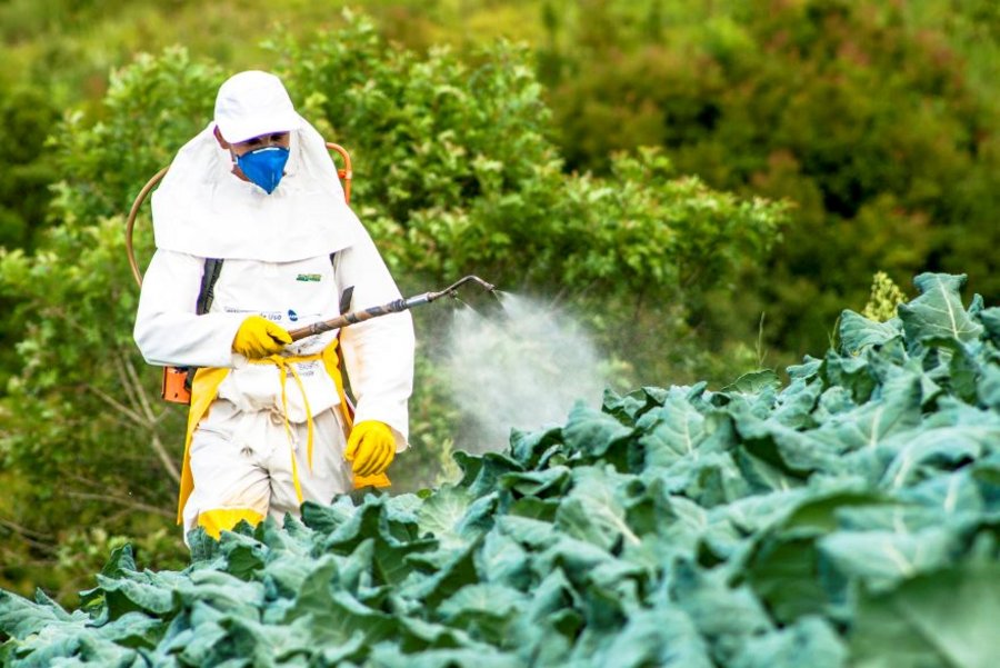 Farm worker spraying plant protection chemicals on leafy crops in a green agricultural field.