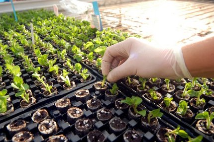 Gloved hand inspecting young seedlings in nursery trays to support germination and early crop growth.