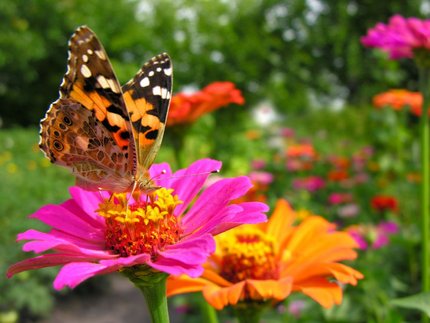 Butterfly on a bright pink flower in a colorful garden with orange blooms and green background.