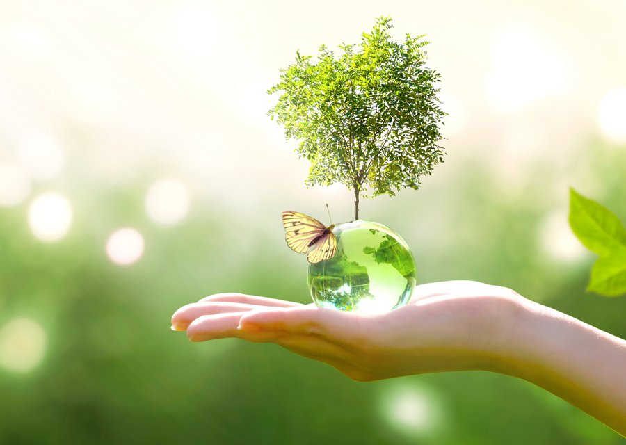 Open hand holding a glass globe with a small tree and butterfly against a green background.